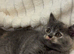 Playful kittens