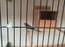 Owl finch