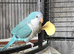 Forever home for any parrot & birds