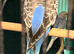 young  budgies available  young male & female
