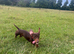 Beautiful miniature dachshund boy