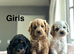 5 beautiful colours cockapoo ready on 4th June