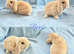 Baby Mini Lops ready to leave