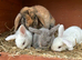 Cute and happy Mini Plush Lop Babies