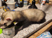 POLECATS READY NOW