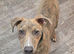 Lurcher x Staffy boy