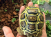 Leopard Tortoises-Hatchlings