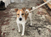 Jack Russel girl