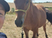 Lovely Little Gelding 8.3hh 5yo