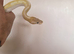 Banana special pastel