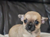 1 chiuaua baby boy