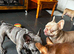 7 month old blue brindle frenchie boy kc reg