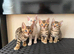 Beautiful tica registered bengal kittens