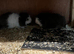 3 Swiss sows for sale