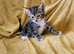 3 Playful kittens are looking for new homes