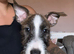 English bullterrier yorkie shitsu