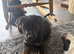 Beautiful Rottweiler cross German shepherd puppies