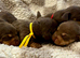Stunning Purebred Miniature Dachshund Puppies - Chocolate & Tan Parents