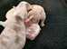 Olde English bulldog