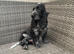 Chunky kc registered show type cocker spaniel pups