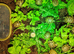 2026 Baby Hermann Tortoises for sale