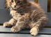 GCCF Fully Registered Maine Coon Kittens