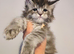 tica registered females mainecoon shaded line