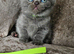 5 pedigree British blue shorthairs kittens