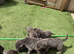 Blue German shepherd puppies