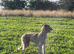 German wired pointer x deerhound
