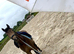 Eye catch 3yr old mare