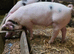 GOS Weaners available