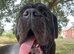 Beautiful Cane Corso