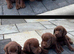 2 LEFT BEAUTIFUL KC REGISTERED CHOCOLATE LABRADORS