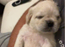 Stunning litter of 4 Prestige Pug babies looking for their Forever Homes.