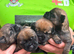 Kc reg border terrier puppies