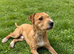 Lakeland terrier
