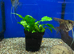 Wild Type Angelfish (Pterophyllum scalare)