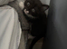 5 lovely kittens