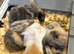 Mini lops