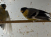 male yellow bullfinches