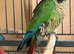 Conure
