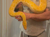 Male pearl Burmese