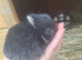 Beautiful litter of Netherland Dwarfs