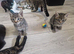 The cuties are looking for a new home.