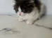 Bsh x ragdoll