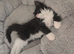 Coco the long haired kitten