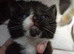 Last mixed breed kitten from a litter of five