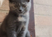 Kittens ready for their new home