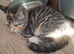 2 tabby kittens for sale